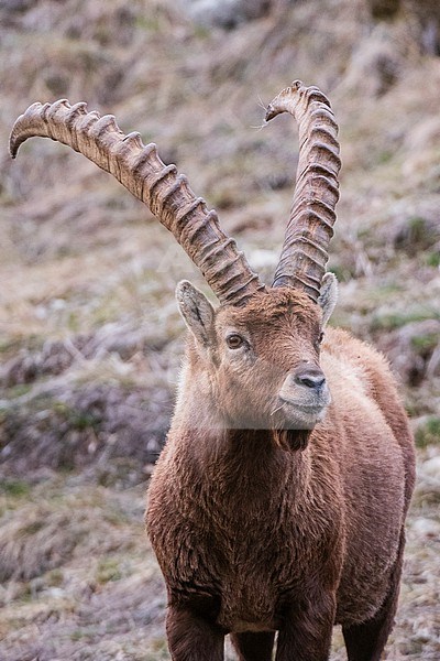 Close up portrait of an alpine ibex, Capra ibex, looking at the camera. Aosta, Val Savarenche, Gran Paradiso National Park, Italy. stock-image by Agami/Sergio Pitamitz,