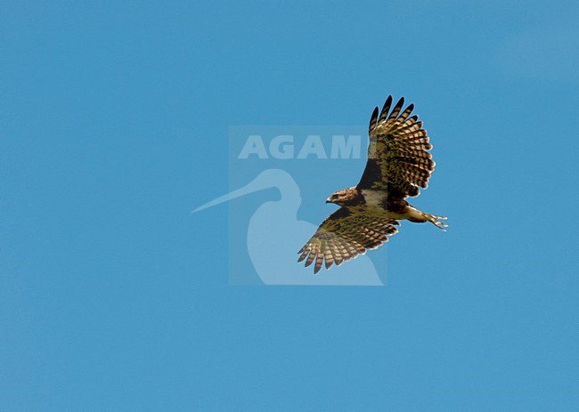 Madagascarbuizerd, Madagascar Buzzard stock-image by Agami/Roy de Haas,