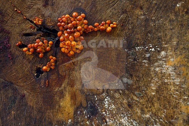 Paddestoelen, Fungi stock-image by Agami/Menno van Duijn,