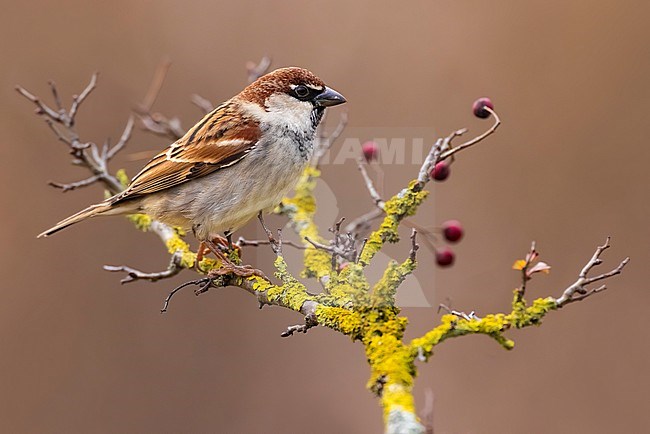 Male Italian Sparrow (Passer italiae) in Italy. stock-image by Agami/Daniele Occhiato,