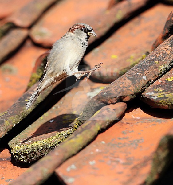 Hopping autumn male House Sparrow (Passer domesticus) during autumn on a roof with old roof tiles on Vlieland, Netherlands. stock-image by Agami/Marc Guyt,