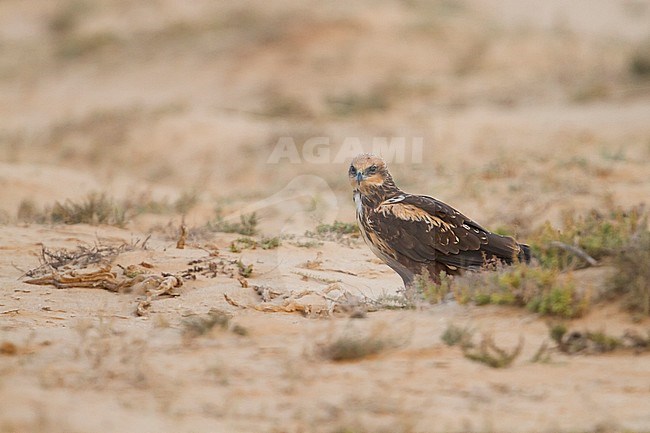 Western Marsh Harrier - Rohrweihe - Circus aeruginosus ssp. aeruginosus, Oman, female stock-image by Agami/Ralph Martin,