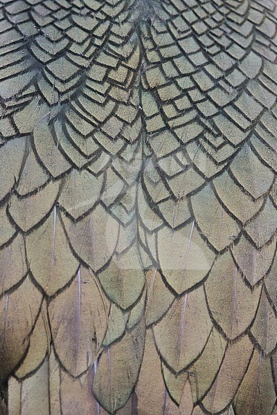 European Shag (Phalacrocorax aristotelis), adult's feathers close-up stock-image by Agami/Saverio Gatto,