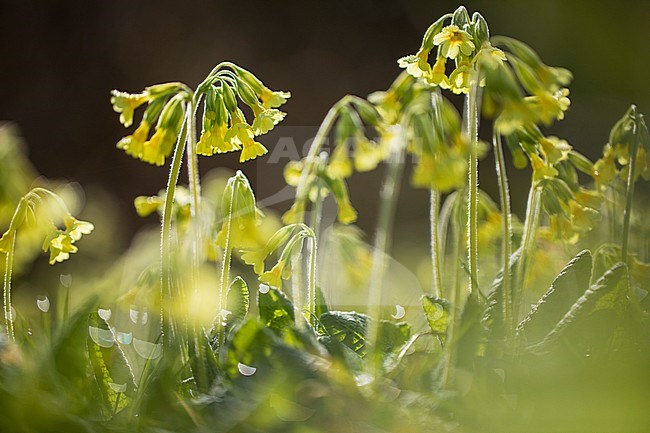 Oxlip, Primula elatior stock-image by Agami/Wil Leurs,