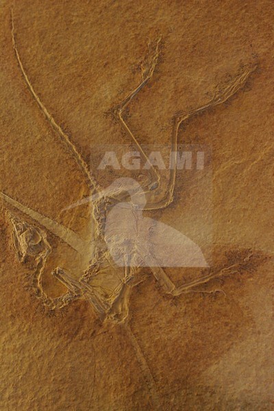 Fossiele vogel, Fossil bird stock-image by Agami/Menno van Duijn,