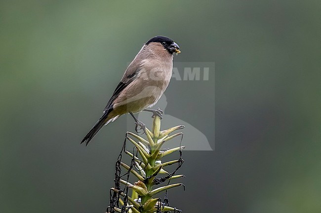 Adult Azores bullfinch (Pyrrhula murina) perched on a plant in Sierra de la Tronquiera, Sao Miguel, Azores, Portugal. stock-image by Agami/Vincent Legrand,