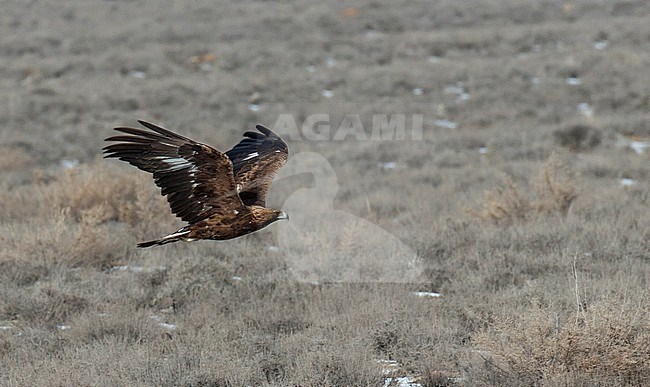Subadult Golden Eagle (Aquila chrysaetos homeyeri) in flight Golestan Iran stock-image by Agami/Edwin Winkel,