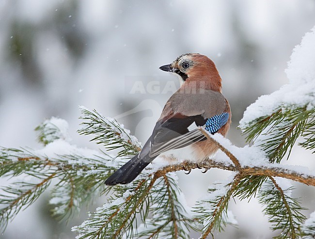 Gaai in de winter; Eurasian Jay in winter stock-image by Agami/Markus Varesvuo,