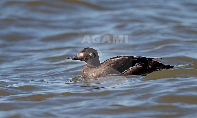 American White-winged Scoter, Melanitta deglandi, 1stW female swimming at Reed's Beach, New Jersey, USA stock-image by Agami/Helge Sorensen,