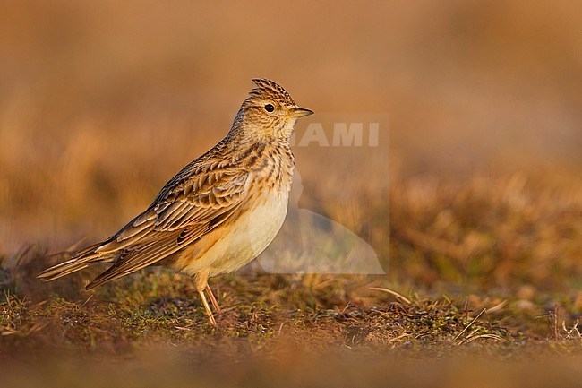 Eurasian Skylark - Feldlerche - Alauda arvensis arvensis, Germany stock-image by Agami/Ralph Martin,