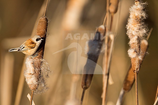 Eurasian Penduline Tit - Beutelmeise - Remiz pendulinus ssp. pendulinus, France (Alsace), male, wintering bird stock-image by Agami/Ralph Martin,