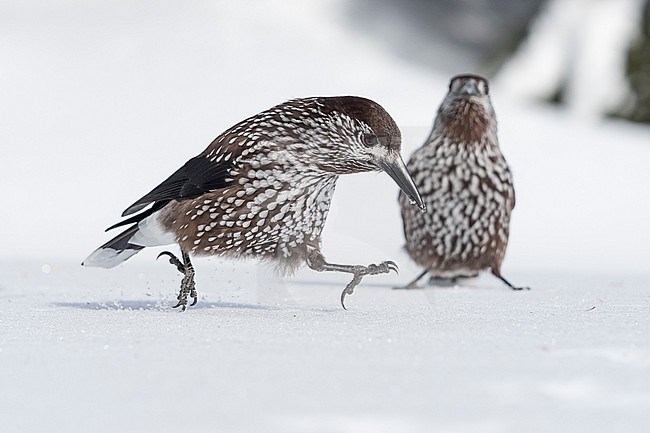 Spotted Nutcracker (Nucifraga caryocatactes) sitting in the snwo in  alpin forest of Switzerland. stock-image by Agami/Marcel Burkhardt,