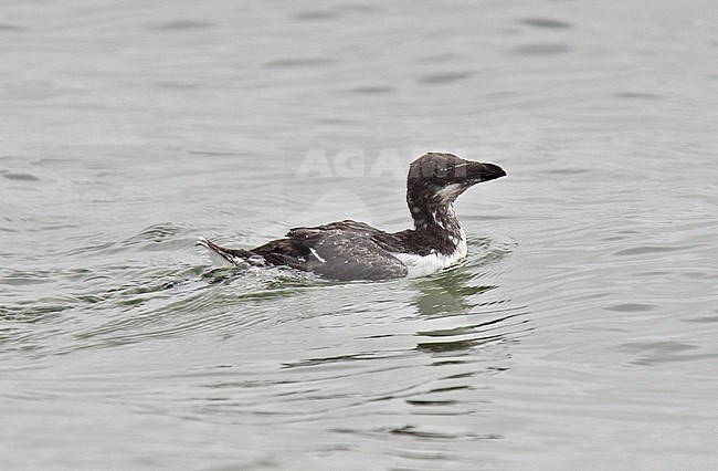 Immature Razorbill (Alca torda) swimming off the coast of England. stock-image by Agami/Andy & Gill Swash ,