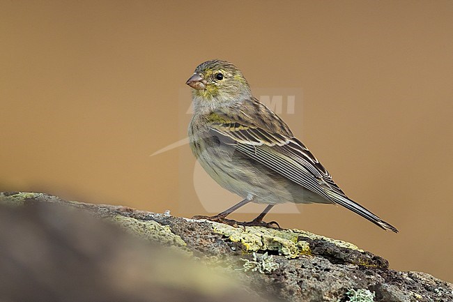 Atlantic Canary (Serinus canaria) on Madeira stock-image by Agami/Daniele Occhiato,