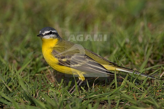 Gele Kwikstaart; Yellow Wagtail stock-image by Agami/Daniele Occhiato,