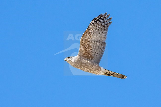 Adult male
Pima Co., AZ
April 2024 stock-image by Agami/Brian E Small,