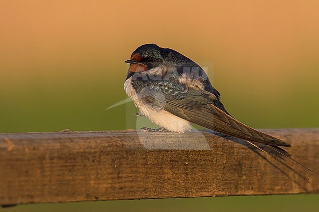 Barn Swallow - Rauchschwalbe - Hirundo rustica ssp. rustica, Hungary, adult female stock-image by Agami/Ralph Martin,