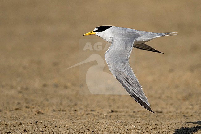 Adult Least Tern (Sternula antillarum) in breeding plumage in flight at the coast in Galveston County, Texas, USA. stock-image by Agami/Brian E Small,