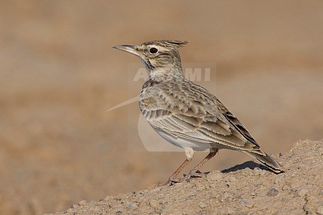 Kuifleeuwerik in droog habitat; Crested Lark in dry habitat stock-image by Agami/Daniele Occhiato,