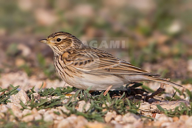 Veldleeuwerik; Eurasian Skylark stock-image by Agami/Daniele Occhiato,