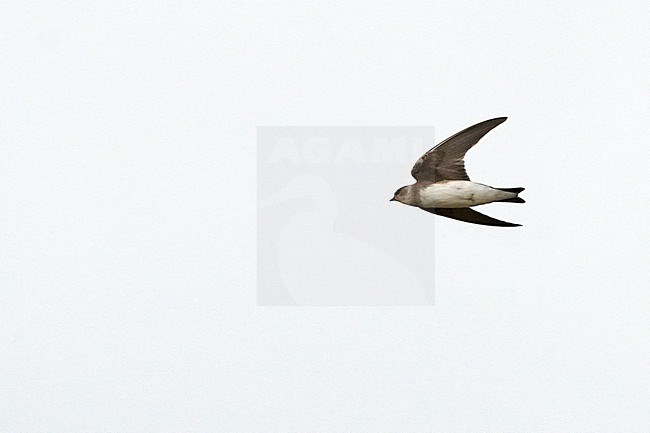 Pale Martin (Riparia diluta) during autumn migration in Mongolia. stock-image by Agami/Dani Lopez-Velasco,