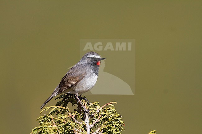 White-tailed Rubythroat - Bergrubinkehlchen - Calliope pectoralis ssp. ballioni, Kazakhstan, adult male stock-image by Agami/Ralph Martin,