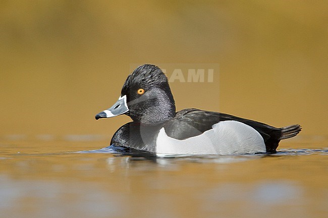 Ring-necked Duck (Aythya collaris) swimming on a pond near Victoria, BC, Canada. stock-image by Agami/Glenn Bartley,