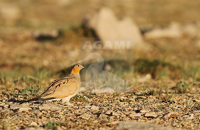 Tibetaans Steppehoen, Tibetan Sandgrouse, Syrrhaptes tibetanus stock-image by Agami/James Eaton,