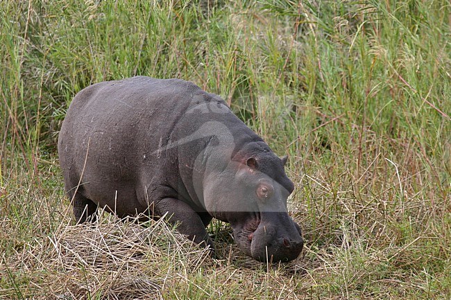 Nijlpaard, Hippo, Hippopotamus amphibius stock-image by Agami/Bas Haasnoot,