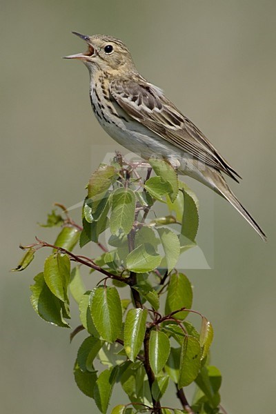 Tree Pipit singing; Boompieper zingend stock-image by Agami/Daniele Occhiato,