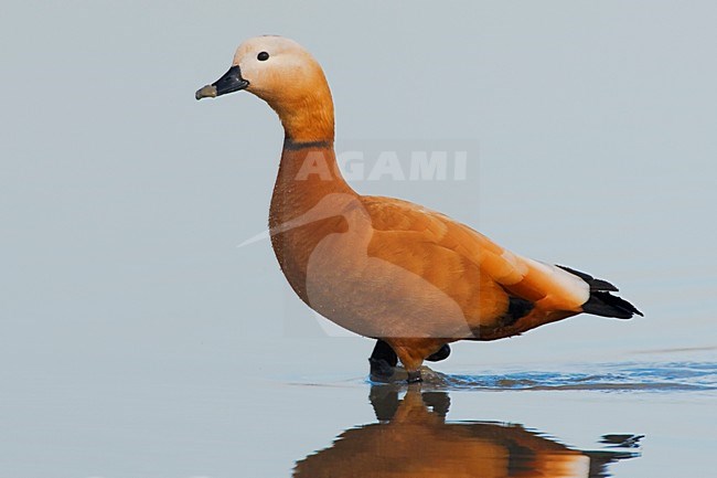 Volwassen Casarca; Adult Ruddy Shellduck stock-image by Agami/Daniele Occhiato,