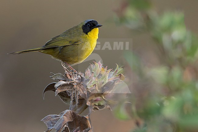 Hooded Yellowthroat (Geothlypis nelsoni) in mexico stock-image by Agami/Dubi Shapiro,