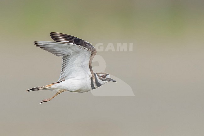 Adult breeding
Galveston Co., TX
May 2023 stock-image by Agami/Brian E Small,