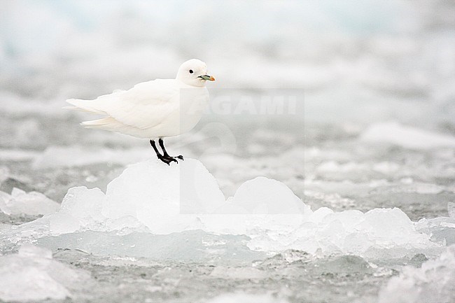 Ivory Gull (Pagophila eburnea) perched on ice flow north of Svalbard. stock-image by Agami/Caroline Piek,
