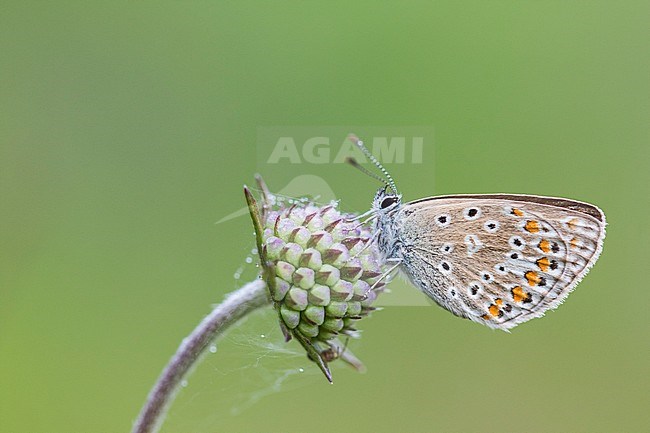 Female Common Blue stock-image by Agami/Wil Leurs,