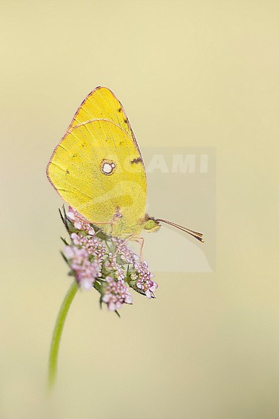 Pale Clouded Yellow, Colias hyale stock-image by Agami/Wil Leurs,
