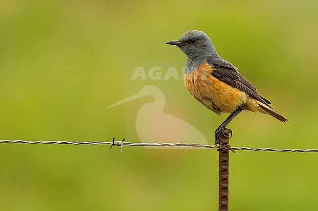 Sentinel Rock-Thrush (Monticola explorator) Perched on top of a post in South Africa stock-image by Agami/Dubi Shapiro,