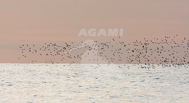 Greater Scaup - Bergente - Aythya marila ssp. marila, Germany stock-image by Agami/Ralph Martin,