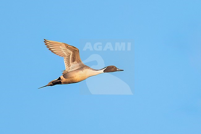 Adult male
Colusa Co., CA
January 2023 stock-image by Agami/Brian E Small,