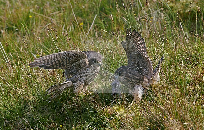 Smelleken aanvliegend met prooi, Merlin in flight with prey stock-image by Agami/Markus Varesvuo,