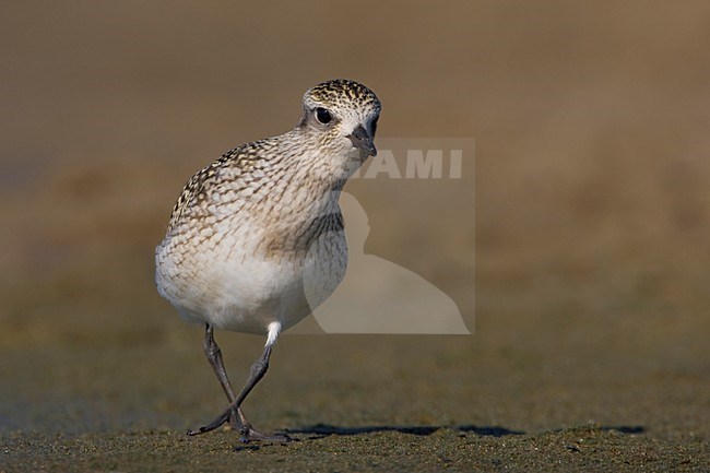 Zilverplevier pootje over; Grey Plover crossing legs stock-image by Agami/Daniele Occhiato,