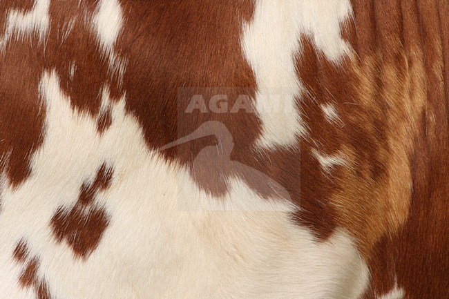 Koe close-up; Cow close up stock-image by Agami/Chris van Rijswijk,