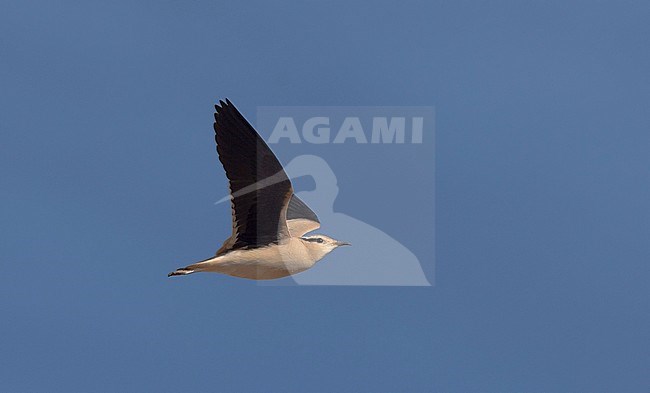 Adult Cream-colored Courser (Cursorius cursor). in flight.  Fuerteventura, Spain stock-image by Agami/Markku Rantala,