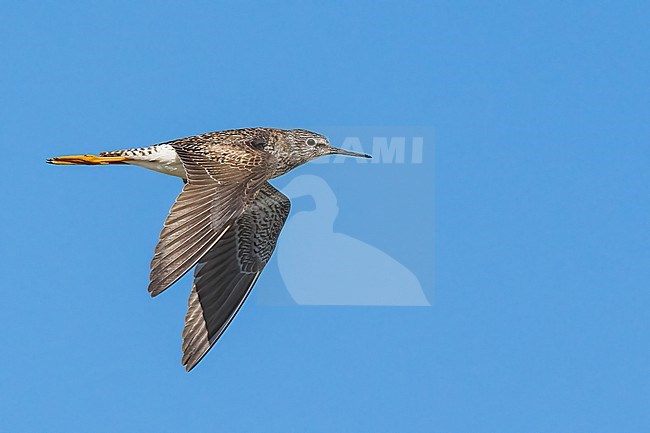 Adult breeding
Galveston Co., TX
April 2023 stock-image by Agami/Brian E Small,