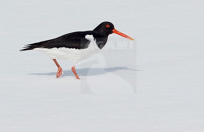 Eurasian Oystercatcher (Haematus ostralegus) at Vardö in Norway. Standing in the snow. stock-image by Agami/Markus Varesvuo,