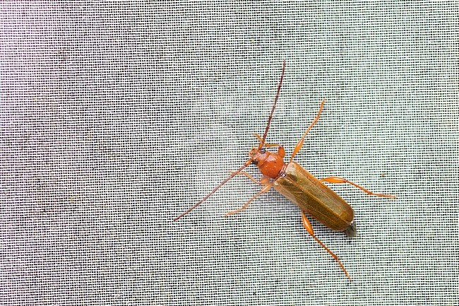 Phymatodes testaceus - Tanbark Borer - Veränderlicher Scheibenbock, Germany (Baden-Württemberg), imago, pale morph stock-image by Agami/Ralph Martin,