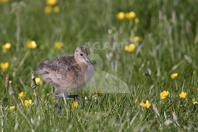 Donsjong van de Grutto; Young of a Black-tailed Godwit stock-image by Agami/Han Bouwmeester,