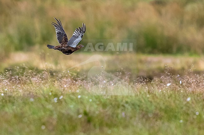 Red Grouse (Lagopus scotica) flying over the heather in Spartleton Hill, East Lothian, Scotland, United Kingdom. stock-image by Agami/Vincent Legrand,