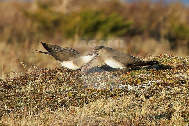 Parasitic Jaeger (Stercorarius parasiticus) perched on the tundra in Churchill, Manitoba, Canada. stock-image by Agami/Glenn Bartley,