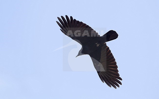 American Crow (Corvus brachyrhynchos brachyrhynchos),  in flight at Cape May, New Jersey, USA stock-image by Agami/Helge Sorensen,